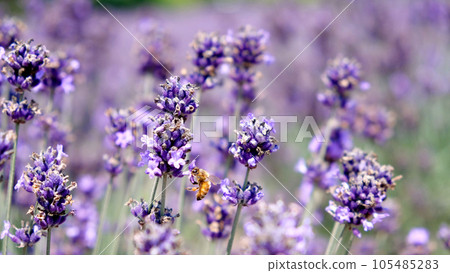 薰衣草與蜜蜂的舞蹈 薰衣草與蜜蜂的舞蹈 105485283
