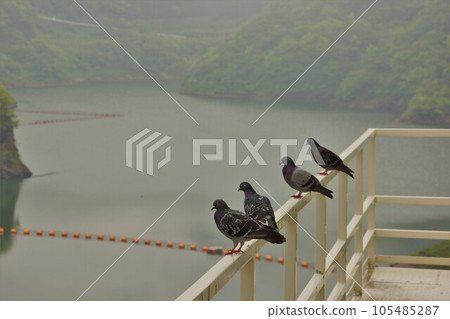 鴿子聚集在 Kyuragi 大壩頂部 鴿子聚集在 Kyuragi 大壩頂部 105485287