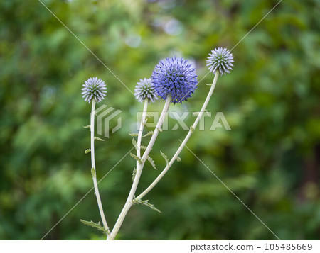 Higotai flower, an endangered species Higotai flower, an endangered species 105485669