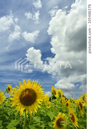 clouds over sunflower field clouds over sunflower field 105486376