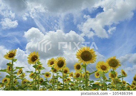 clouds over sunflower field 105486394