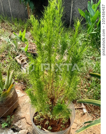Close up of dog fennel plant  105486487