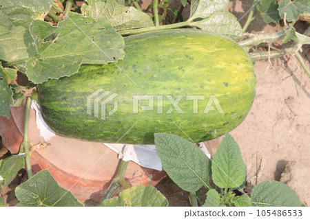 Cucumis melo fruit on farm 105486533