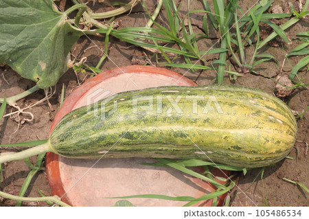 Cucumis melo fruit on farm 105486534