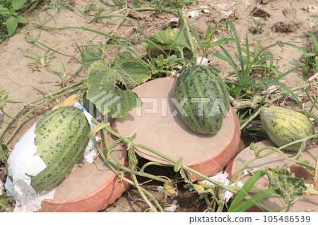 Cucumis melo fruit on farm 105486539