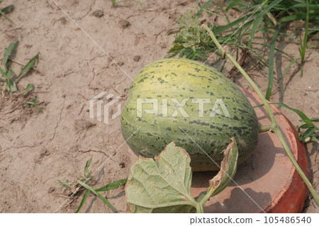 Cucumis melo fruit on farm 105486540