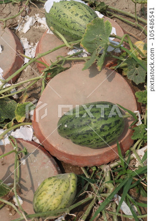 Cucumis melo fruit on farm 105486541