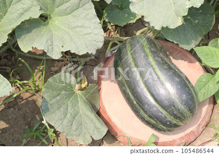 Cucumis melo fruit on farm 105486544