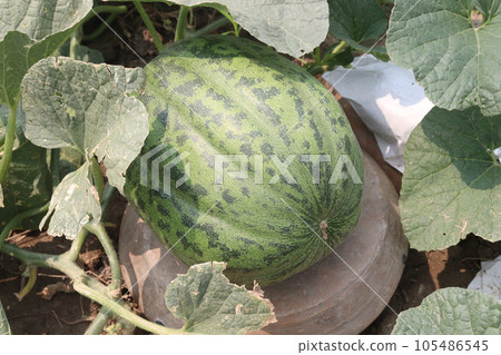 Cucumis melo fruit on farm 105486545