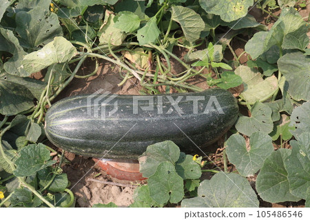 Cucumis melo fruit on farm 105486546
