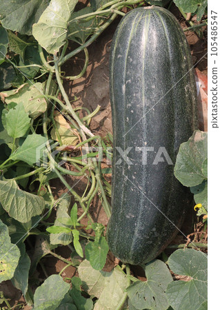 Cucumis melo fruit on farm 105486547