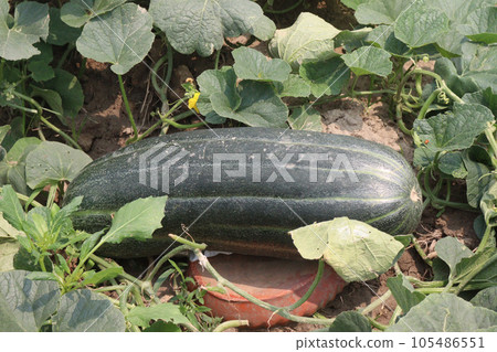Cucumis melo fruit on farm 105486551