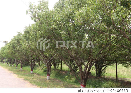 Cinnamomum osmophloeum spice tree plant 105486583