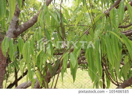 Cinnamomum osmophloeum spice tree plant Cinnamomum osmophloeum spice tree plant 105486585