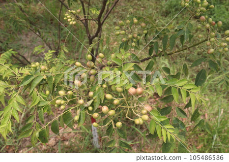 Curry Berries on tree in farm 105486586