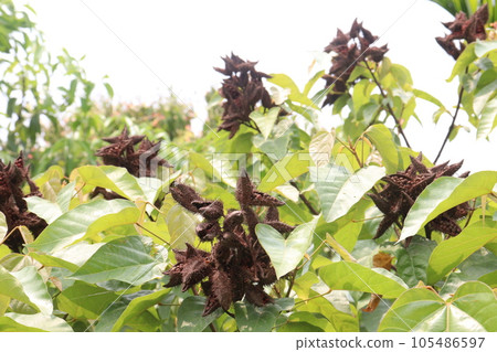 Achiote tree plant on farm for harvest are cash crops Achiote tree plant on farm for harvest are cash crops 105486597