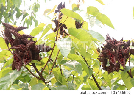 Achiote tree plant on farm for harvest are cash crops Achiote tree plant on farm for harvest are cash crops 105486602
