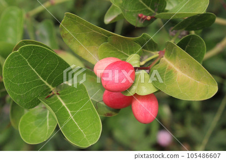 Carissa carandas fruit on tree on farm 105486607
