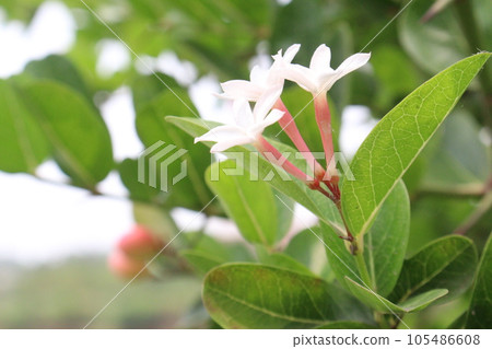 Carissa carandas Flower on tree in farm Carissa carandas Flower on tree in farm 105486608