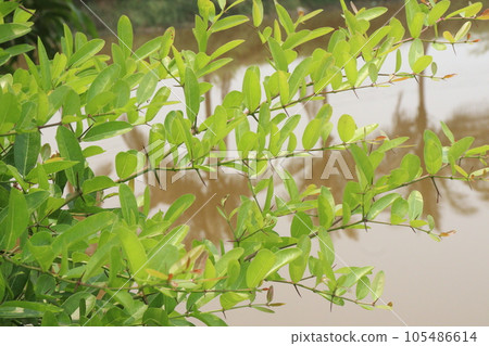Carissa carandas tree plant on farm Carissa carandas tree plant on farm 105486614