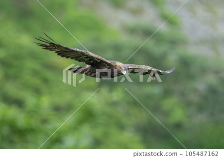 Golden eagle of Mt. Ibuki Golden eagle of Mt. Ibuki 105487162