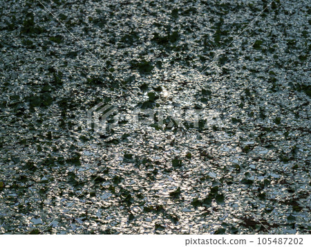 Duckweed covering a pond 105487202