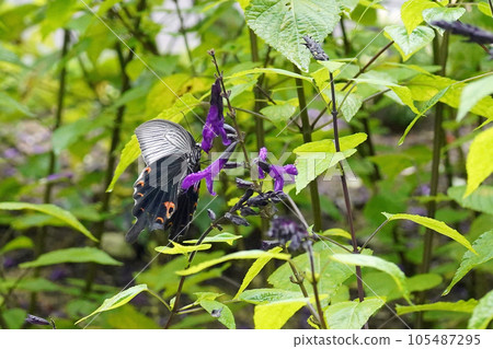 Black swallowtail sucking salvia nectar Black swallowtail sucking salvia nectar 105487295