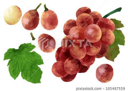 Illustration of grapes, hand-painted, watercolor style 105487559