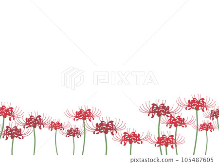 簇孤挺花插圖背景材料 105487605