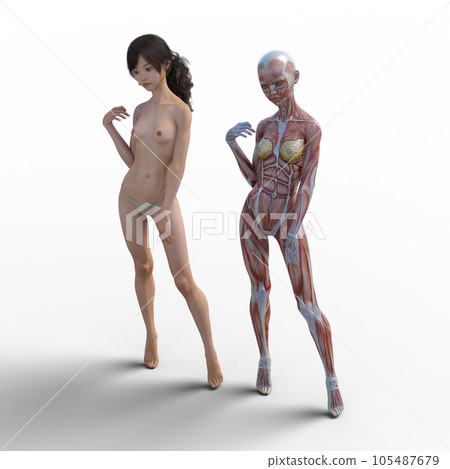 人體標本肌肉骨骼逼真3DCG插畫素材 105487679