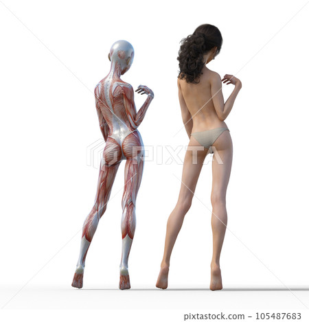 Human body specimen muscle skeleton realistic 3DCG illustration material 105487683