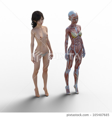 Human body specimen muscle skeleton realistic 3DCG illustration material 105487685