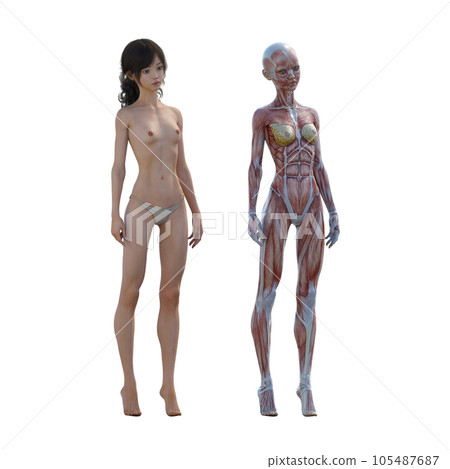 Human body specimen muscle skeleton realistic 3DCG illustration material 105487687