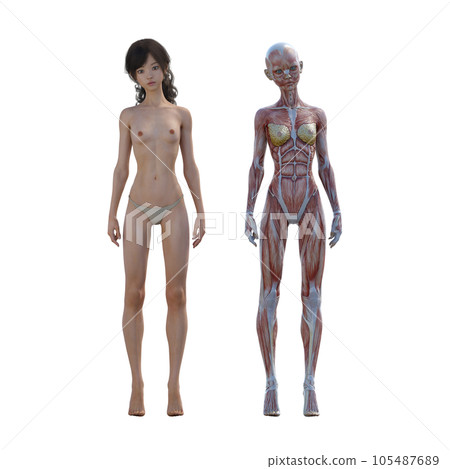 Human body specimen muscle skeleton realistic 3DCG illustration material 105487689