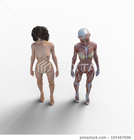 人體標本肌肉骨骼逼真3DCG插畫素材 105487690