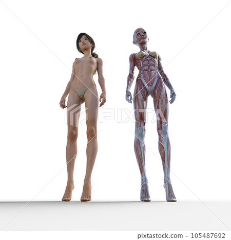 Human body specimen muscle skeleton realistic 3DCG illustration material 105487692