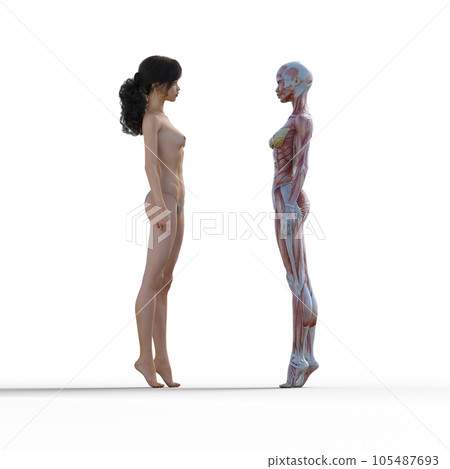 Human body specimen muscle skeleton realistic 3DCG illustration material Human body specimen muscle skeleton realistic 3DCG illustration material 105487693