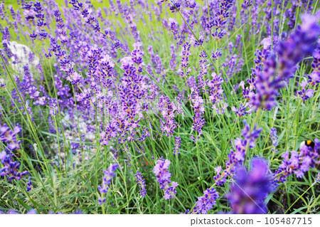 lavender flower texture 105487715