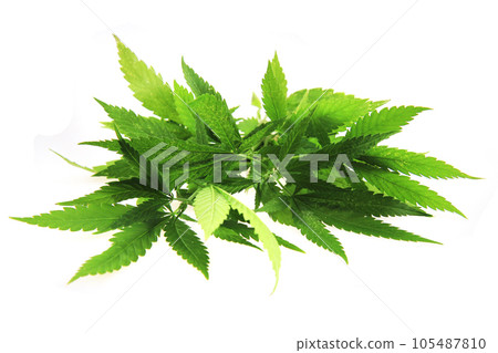 marijuana plant isolated 105487810