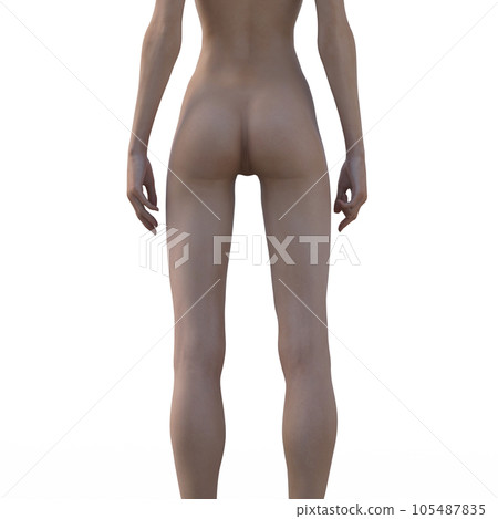 Human body specimen muscle skeleton realistic 3DCG illustration material 105487835