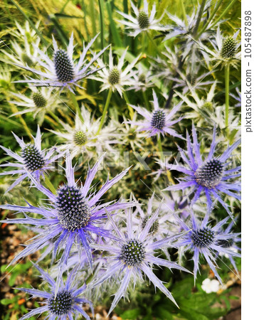 Sea Holly, Eryngium flower Sea Holly, Eryngium flower 105487898