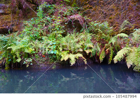 kamenice river from the small ship kamenice river from the small ship 105487994