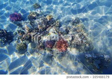 coral reef in Egypt, Makadi Bay coral reef in Egypt, Makadi Bay 105488179
