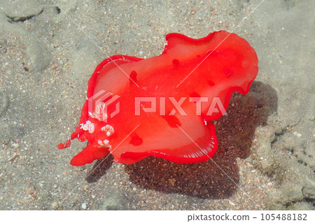 Juvenile Spanish Dancer (Hexabranchus sanguineus) as sea snail Juvenile Spanish Dancer (Hexabranchus sanguineus) as sea snail 105488182