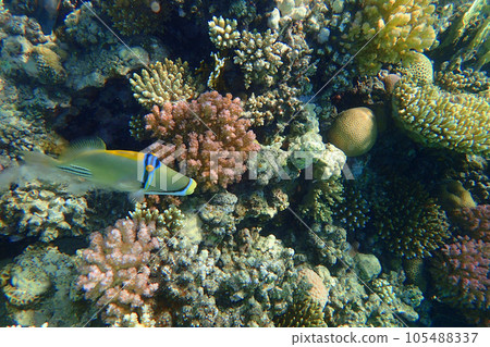 picasso trigger fish 105488337