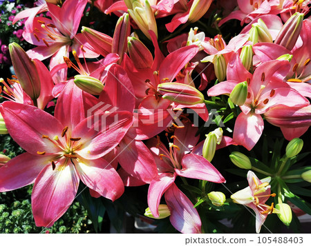 pink lilly flower texture pink lilly flower texture 105488403