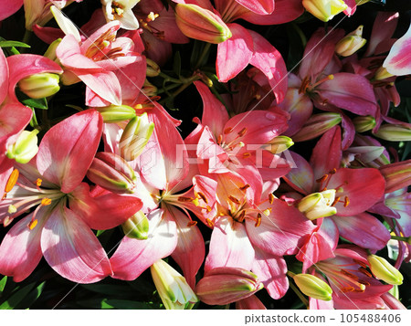 pink lilly flower texture pink lilly flower texture 105488406