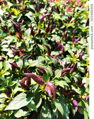 chilli plant texture chilli plant texture 105488408