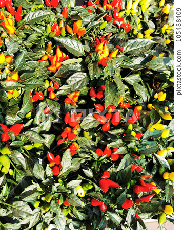 chilli plant texture chilli plant texture 105488409