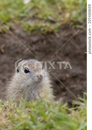 Ground squirrel colony (Syslovisko Biele vody), National park Muranska Planina, Slovakia Ground squirrel colony (Syslovisko Biele vody), National park Muranska Planina, Slovakia 105488609